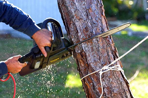 Best Palm Tree Trimming  in Lake Ridge, VA