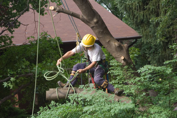 How Our Tree Care Process Works  in  Lake Ridge, VA